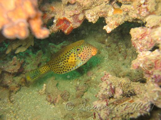 Poisson coffre juvénile Ostracion cyanurus.JPG